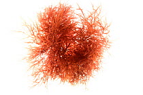 Red algae (Chylocaldia verticillata) from Roscoff, France, April. Preserved specimen.