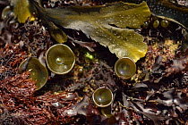 Intertidal rocks covered in seaweeds, including brown algae: Toothed wrack (Fucus serratus), and Thongweed (Himanthalia elongata),  red algae:  left Chylocladia verticillata, middle Pepper Dulse (Osmu...