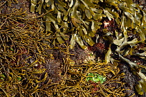 Intertidal rocks covered in seaweeds, including, brown algae: at top Toothed wrack (Fucus serratus) and on the left Bifurcaria bifurcata. Red algae: middle and bottom right Pepper dulse (Osmundea pinn...