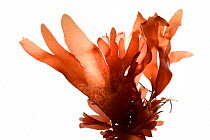 Red dulse (Palmaria palmata) on white background, from Roscoff, France, April. Preserved specimen.