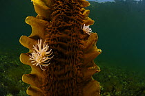Sea belt (Saccharina latissima) is a  brown algae. Purbeck Marine Wildlife Reserve, Kimmeridge Bay, Dorset, UK, July.