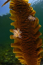 Sea belt (Saccharina latissima) with anemones, Purbeck Marine Wildlife Reserve, Kimmeridge Bay, Dorset, UK, July.