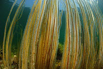 Dead man's rope algae (Chorda filum), Purbeck Marine Wildlife Reserve, Kimmeridge Bay, Dorset, UK, July.
