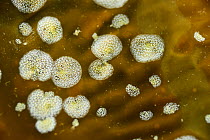 Kelp membranipora bryazoan  (Membranipora isabelleana) Comau Fjord, Chile, January.