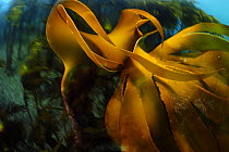 Kelp forest (Laminaria hyperborea), Atlantic Ocean, North West Norway, March.