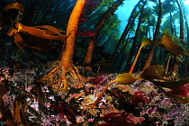 Kelp forest (Laminaria hyperborea), Stromsholmen, North West Norway, Atlantic Ocean. March.