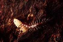 Centipede  (Lithobius spec.) feeding on Longhorn beetle larva (Rhagium sycophanta) on oak tree. Tunhem, Sweden, August.