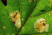 Leaf mines of Moth (Tischeria ekebladella) in oak tree leaf. Niedersechsische Elbtalaue Biosphere Reserve, Elbe Valley, Lower Saxony, Germany, September.