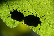 Green shield bug (Palomena prasina) pair mating, silhouetted against leaf. Elbtalaue, Lower Saxony, Germany. June.