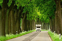 Avenue of Oaks (Quercus) trees, Niedersechsische Elbtalaue Biosphere Reserve, Elbe Valley, Lower Saxony, Germany, May