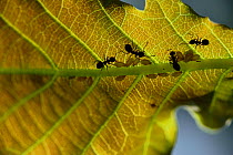 Ants (Lasius)  gathering honeydew from aphids on oak tree leaf. Elbtalaue, Lower Saxony, Germany, June.