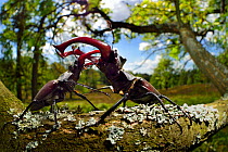 Stag beetle (Lucanus cervus) males fighting on oak tree branch, Elbe, Germany, June. Highly commended in the GDT European Wildlife Photographer of the Year 2018.