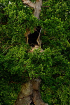 Pedunculate oak  (Quercus pedunculata) tree 'Kattholzeiche' with circumference of 12.85m. Plon, Schleswig-Holstein, Germany, August.