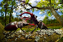 Stag beetle (Lucanus cervus) males fighting on oak tree branch, Elbe, Germany, June.