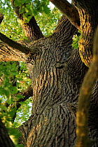 Sessile oak (Quercus petraea) tree Niedersechsische Elbtalaue Biosphere Reserve, Elbe Valley, Lower Saxony, Germany
