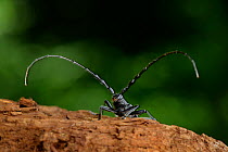 Capricorn beetle (Cerambyx scopolii) on oak tree bark showing long antennae. Niedersechsische Elbtalaue Biosphere Reserve, Elbe Valley, Lower Saxony, Germany