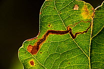Miner moth (Stigmella sp.) mine in oak tree leaf Niedersechsische Elbtalaue Biosphere Reserve, Elbe Valley, Lower Saxony, Germany, September.