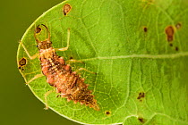 Lacewing larva (Nothochrysa fulviceps) on oak tree leaf Niedersechsische Elbtalaue Biosphere Reserve, Elbe Valley, Lower Saxony, Germany, September.