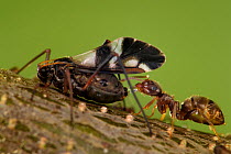 Ant (Lasius sp) gathering honeydew secreted by aphids on oak tree.  Niedersechsische Elbtalaue Biosphere Reserve, Elbe Valley, Lower Saxony, Germany, June.