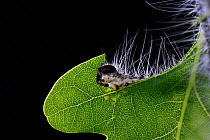 Oak processionary (Thaumetopoea processionea) moth caterpillar feeding on oak tree leaf, showing urticating hairs. Niedersechsische Elbtalaue Biosphere Reserve, Elbe Valley, Lower Saxony, Germany
