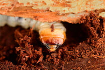 Longhorn beetle (Rhagium sycophanta) feeding on oak tree wood just below bark, Tunhem, Sweden, August.