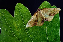 Scorched wing moth (Plagodis dolabraria) on oak tree leaf. Niedersechsische Elbtalaue Biosphere Reserve, Elbe Valley, Lower Saxony, Germany, June.