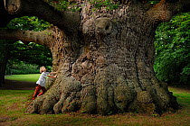 Boy looking up at English oak tree (Quercus robur) 'Majesty' Fredville Park, Nonington, Kent, England, UK. July 2013. Estimated to be 600 to 1000 years old, with circumference of 12.29 m.