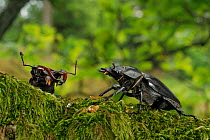 Stag beetle (Lucanus cervus) male and female during courtship. Niedersechsische Elbtalaue Biosphere Reserve, Elbe Valley, Lower Saxony, Germany