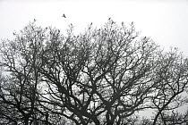 Fieldfare (Turdus pilaris) flock resting in bare oak tree, Kiel, Germany, March.