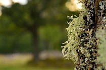 Lichen (Evernia prunasti) on English oak tree (Quercus robur) near Norra Kvill National Park in Rumskulla socken, Smaland, Sweden, August.