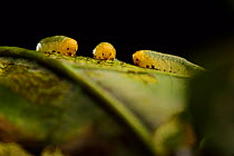 Oak slug sawfly larva (Caliroa annulipes) group of three on oak leaf Niedersechsische Elbtalaue Biosphere Reserve, Elbe Valley, Lower Saxony, Germany, August.