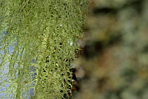 Lichen (Usnea dasypoga) on English oak tree (Quercus robur) near Norra Kvill National Park in Rumskulla socken, Smaland, Sweden