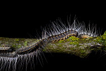 Oak processionary moth caterpillar (Thaumetopoea processionea) walking in line on oak tree branch,  Niedersechsische Elbtalaue Biosphere Reserve, Elbe Valley, Lower Saxony, Germany