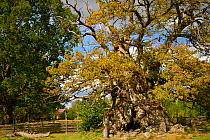 The Rumskulla oak tree, an English oak tree (Quercus robur) near Norra Kvill National Park, Smaland, Sweden. It is the oldest oak tree in Sweden and one of the largest trees in Scandinavia, with a cir...