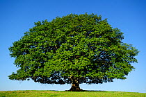 English oak tree (Quercus robur) Nauroth, Germany, September.