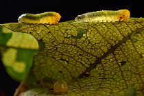 Oak slug sawfly larva (Caliroa annulipes) on oak leaf.  Niedersechsische Elbtalaue Biosphere Reserve, Elbe Valley, Lower Saxony, Germany, August.
