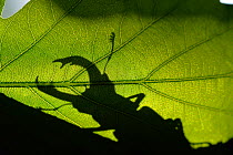 Stag beetle (Lucanus cervus) silhouetted against oak tree leaf. Elbe, Germany, June.