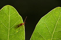 Gall wasp (Biorhiza pallida) on oak leaf. Niedersechsische Elbtalaue Biosphere Reserve, Elbe Valley, Lower Saxony, Germany, June.
