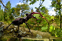 Stag beetle (Lucanus cervus) male on oak tree. Elbe, Germany, June.
