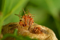 Gall wasps (Biorhiza pallida) mating as they emerge from the oak tree gall. Elbe, Germany, June.
