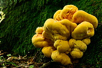 Chicken of the woods fungus (Laetiporus sulphureus)  Niedersechsische Elbtalaue Biosphere Reserve, Elbe Valley, Lower Saxony, Germany
