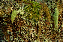 Lichens (Usnea filipendula, Evernia prunasti, Bryoria fuscescens, Hypogymnia physodes and Parmelia sulcata) on English oak tree (Quercus robur) near Norra Kvill National Park, Smaland, Sweden, August.