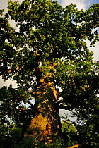 Kattholzeiche oak tree, a Pedunculate oak tree (Quercus pedunculata) the thickest oak tree in germany, with a trunk circumference of 12.85m. Plon, Schleswig-Holstein, Germany. August 2013.