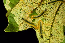 Oak slug sawfly larvae (Caliroa annulipes) on oak tree leaf. Niedersechsische Elbtalaue Biosphere Reserve, Elbe Valley, Lower Saxony, Germany, August.