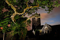 Meavy Oak, an 800 year old oak, with the Norman church of St Peter Church behind, Meavy, Devon, Southern Dartmoor, England, UK, July 2013.