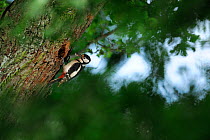 Greater spotted woodpecker (Dendrocopos major) at nest hole in oak tree. Niedersechsische Elbtalaue Biosphere Reserve, Elbe Valley, Lower Saxony, Germany