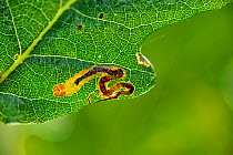 Leaf miner moth larvae  (Stigmella sp) mine on oak tree leaf. Niedersechsische Elbtalaue Biosphere Reserve, Elbe Valley, Lower Saxony, Germany, September.