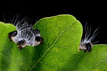 Oak processionary moths (Thaumetopoea processionea) caterpillars feeding on oak tree leaf,  Niedersechsische Elbtalaue Biosphere Reserve, Elbe Valley, Lower Saxony, Germany