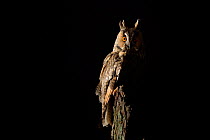 Long eared owl (Asio otus) perched on oak tree snag at night.  Niedersechsische Elbtalaue Biosphere Reserve, Elbe Valley, Lower Saxony, Germany
