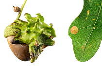 Knopper gall  (Andricus quercuscalicis) on oak tree acorn, and Common spangle gall (Neuroterus quercusbaccarum) on oak tree leaf. Bavaria, Germany